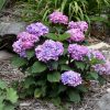 Hydrangea Bloomstruck #3 - Image 2